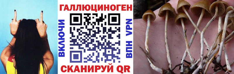Галлюциногенные грибы Psilocybine cubensis  Нальчик 